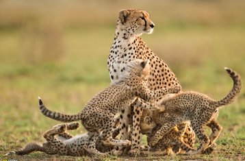 5-Daagse Groepssafari in Tanzania: Serengeti, Lake Manyara, Tarangire en Ngorongoro Krater