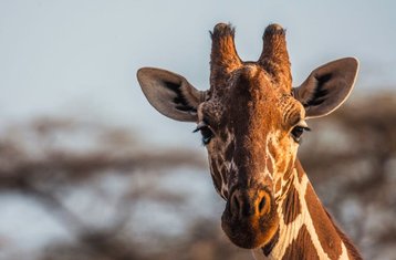 8 jours séjour safari au Kenya au Masai Mara, Aberdare, Samburu, lac Nakuru et lac Naivasha, Kenya