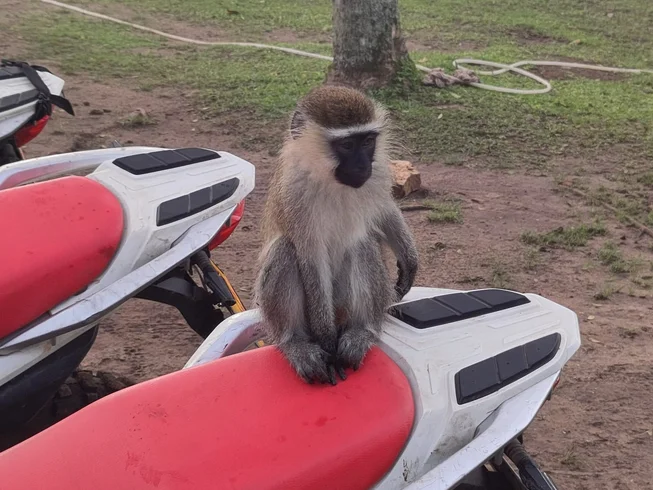 5 Day Uganda Gorilla Express Guided Motorcycle Tour photo 10