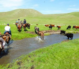 13 jours de trek équestre Mini Gobi et steppes en Mongolie - Photo 2