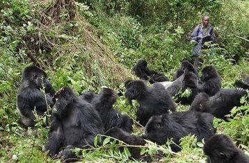 11 Tage Safari Tour - Reise in den Dschungel von Ruanda und Uganda 