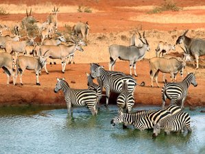 9 Day South of Kenya Safari and Coast