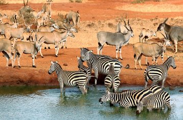 9-Tage Safari im Süden Kenias und an der Küste