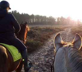 4-Daagse Paardrij- en Trailvakantie met Eigen Paard voor Groepen of Individuen in Wateren Nederland - Photo 3