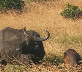 5 jours en stage de safari à petit budget au Kenya - Photo 5
