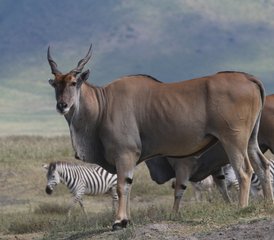 5 jours safari en groupe partagé en Tanzanie au Serengeti, à Tarangire et au cratère du Ngorongoro, Tanzanie - Photo 4