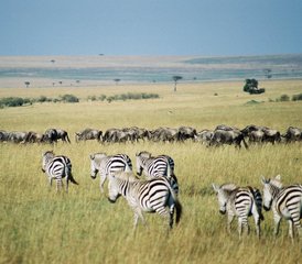 106-Daagse Safari in Maasai Mara, Lake Nakuru en Amboseli, Kenia - Photo 1