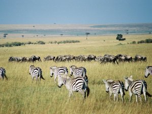 6 Day Maasai Mara, Lake Nakuru, and Amboseli Safari in Kenya