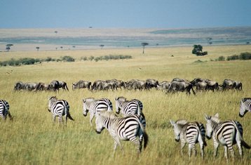6 Day Maasai Mara, Lake Nakuru, and Amboseli Safari in Kenya