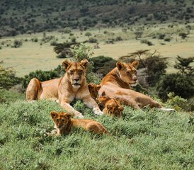 63 jours en safari de camping économique de groupe au Masai Mara au Kenya - Photo 1