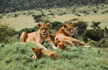3 Day Masai Mara Group Joining Basic Budget Camping Safari in Kenya