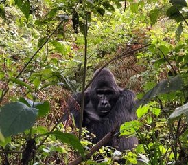 97-Daagse Wildlife-, Primaten- en Gorilla Safari in Oeganda - Photo 1