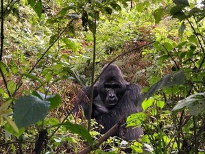 7 Day Wildlife, Primates, and Gorilla Safari Trip in Uganda