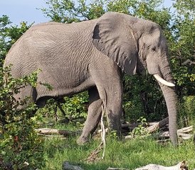 18 jours safari d’aventure en Namibie, au Botswana et au Zimbabwe, Afrique australe - Photo 2