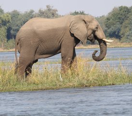 14 jours safari à travers les vallées du Zambèze et de la Luangwa avec croisière au coucher du soleil, Zambie - Photo 2