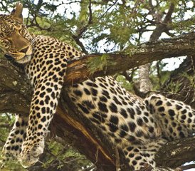 5 Tage Best of Lake Manyara, Ngorongoro und Tarangire Camping-Safari in Tansania - Photo 4