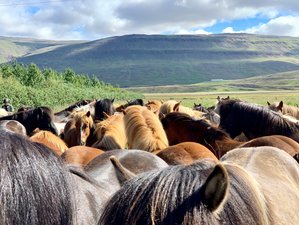 7 Days The Kings Trail across Western Highlands Horse Riding Holiday in Iceland