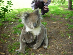 4 Días de Excursión de Fauna en Great Ocean Road, montes Grampianos y Goldfields Victoria, Australia