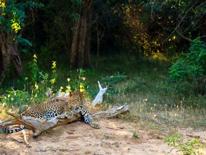 6 Day Yoga and Safari Retreat in Thanamalwila, Sri Lanka