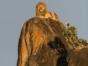3 Day Ngorongoro Crater and Lake Manyara Budget Safari in Tanzania