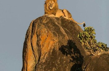 3-Tage-Ngorongoro-Krater und Lake-Manyara Budget-Safari in Tansania
