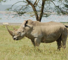 84 Tage Gruppen-Safari in Tansania: Besuch von Tarangire, Serengeti und Ngorongoro-Krater - Photo 1