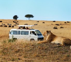 7 Day Masai Mara, Lake Nakuru, and Amboseli Camping Safari in Kenya - Photo 2