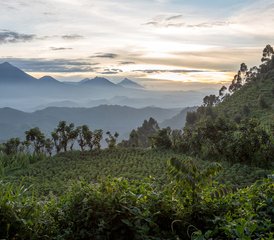 3 Tage Gorilla Trek und Kulturreise in Kigali, Uganda - Photo 4