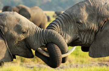 6-Daagse Budgetsafari in Kenya: Ontdek Masai Mara, Lake Nakuru en Het Beste van Amboseli