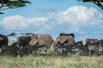 5 jours safari économique en Tanzanie au Serengeti, Tarangire et au cratère du Ngorongoro, Tanzanie