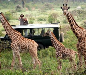 6 días de safari combinado increíble por Kenia y Tanzania - Photo 4