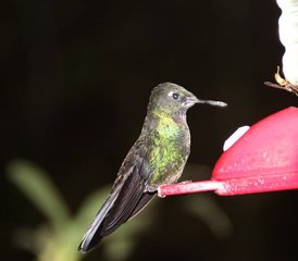 215-Daagse Spannende Wildlife Tour in Ecuador - Photo 1
