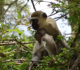 3 días de safari en Kenia en los parques nacionales de Tsavo Este y Amboseli - Photo 2