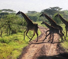 4 jours safari au parc national d’Amboseli, Kenya - Photo 3