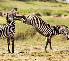 5 jours en safari de groupe et de camping en Tanzanie avec les incontournables - Photo 3