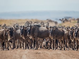Wildebeest Safaris