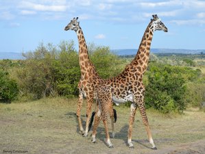 4 Day Maasai Mara Lake Nakuru Group Joining Budget Safari in Kenya