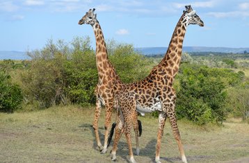 4 Day Maasai Mara Lake Nakuru Group Joining Budget Safari in Kenya
