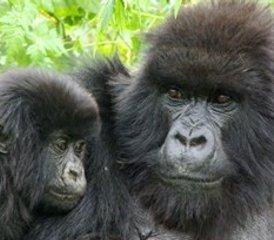 14-Daagse Gorilla-Safari's in Bwindi Impenetrable National Park, Oeganda - Photo 1