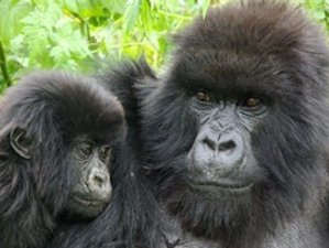 4 Days Gorilla Safaris in Bwindi Impenetrable National Park, Uganda