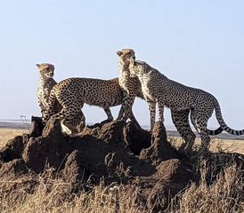 11 Tage All-Inclusive Beste Safari Tour Evolution in Tansanias Parks in Tansania - Photo 5