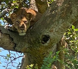 5 jours gorilles de montagne et safari avec détente au lac Bunyonyi, Ouganda - Photo 3