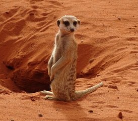 7 Day Southern Namibia Safari Adventure Camping Tour - Photo 2