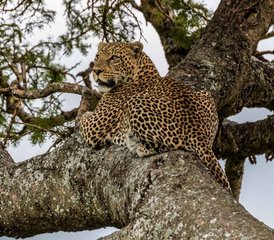 4 Tage Tansania Safari Tarangire Ngorongoro-Krater und Lake Manyara, Tansania - Photo 5