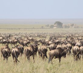 107 Tage Serengeti Safari in Tansania: Big Five, Große Migration und Luxus in der Wildnis - Photo 1