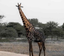 6 Tage Private Serengeti- und Ngorongoro-Krater-Safari in Tansania - Photo 4