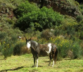 21 días de profesorado de yoga de 200 horas con ayurveda y terapéutica del yoga - Bhakti Yoga Ashram, Perú - Photo 5