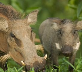 10 Tage Tradition und Geschichte Erfahren, Safari - Photo 2