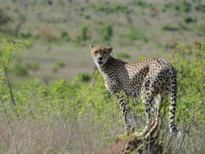 3-Daagse Wildsafari in Nationaal Park Kruger, Zuid-Afrika