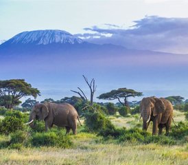 3 Tage Kurze Safari im Amboseli Nationalpark, Kenia - Photo 4